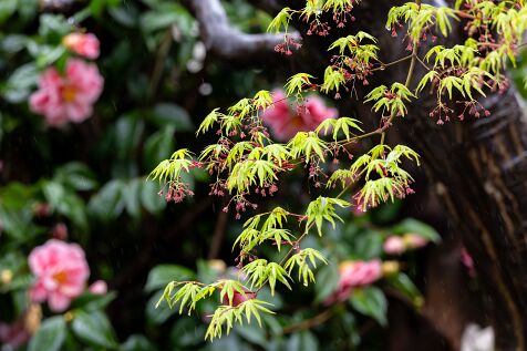 maple