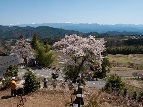 Cherry_blossoms_at_Soenji