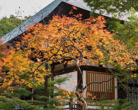 Autumn_leaves_of_Kuhonbutsu_2016