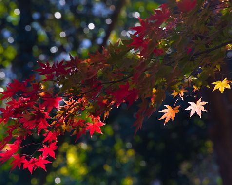 Shinjuku_Imperial_Palace_2017