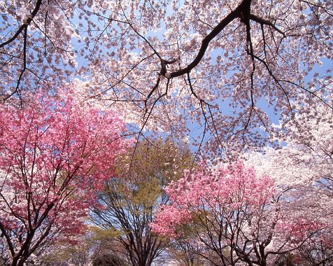 Showa_Memorial_Park_2005