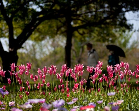 Showa_Memorial_Park_2009