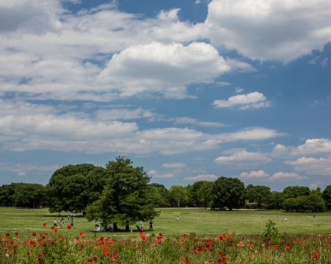 Showa_Memorial_Park_2014