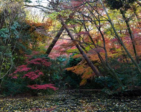 Autumn_leaves_of_Natural_Education_Park