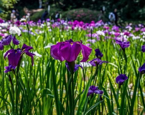 Japanese_iris_at_Meiji_Jingu_Gyoen