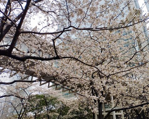 Shinagawa_Central_Garden