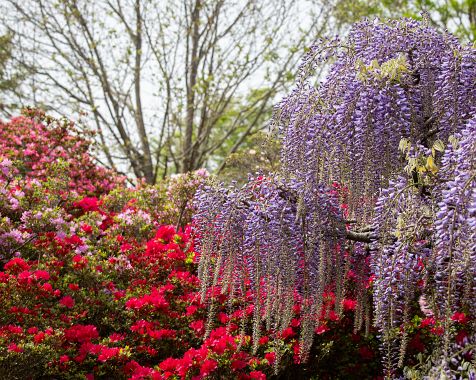 Ashikaga_flower_park_202204