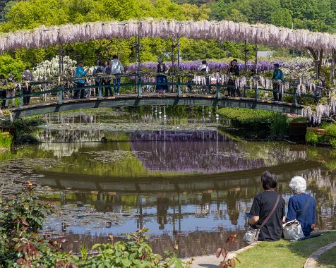 Ashikaga_flower_park_202304