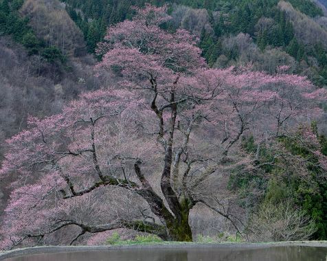 Komatsunagi_cherry_blossoms