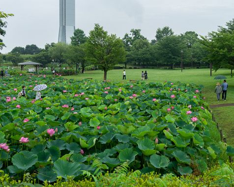 Ancient_Lotus_Village