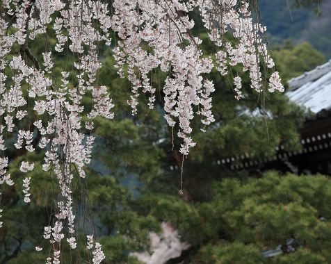 Cherry_blossoms_at Minobu-san_Kuonji_Temple