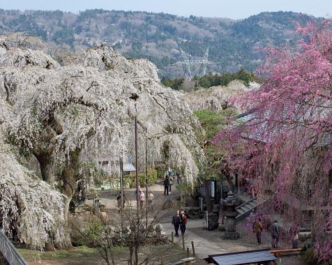 Cherry_blossoms_at_Seigenji_Temple