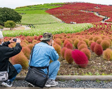 Hitachi_seaside_park