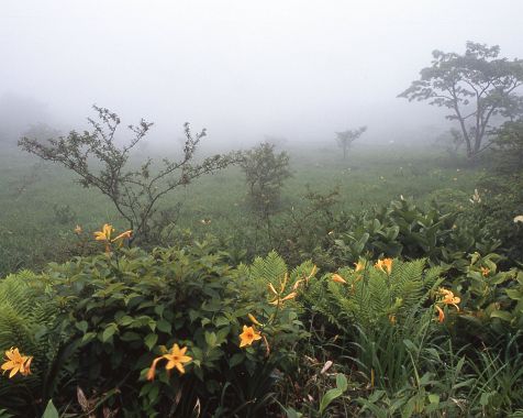 Numahara_wetland