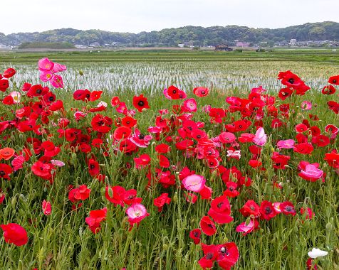 Rural_scenery_ in_Chiba_pref