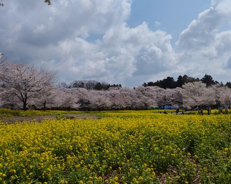 Senbonzakura-Southside_of_Akagiyama