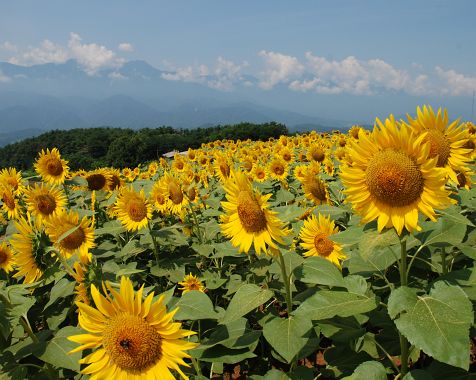 Sunflowers_in_Akeno