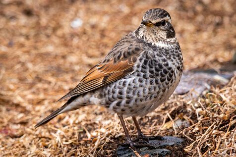 Dusky_thrush