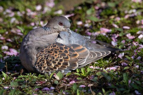 Oriental_turtle_dove