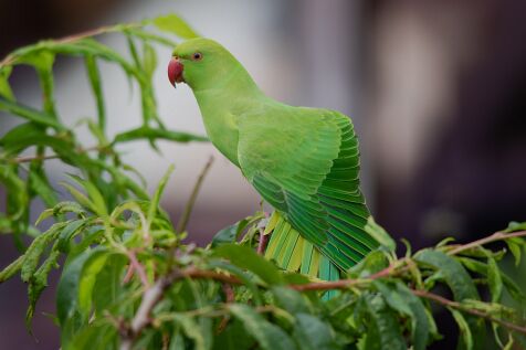 Plain_Parakeet