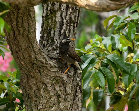 Starling