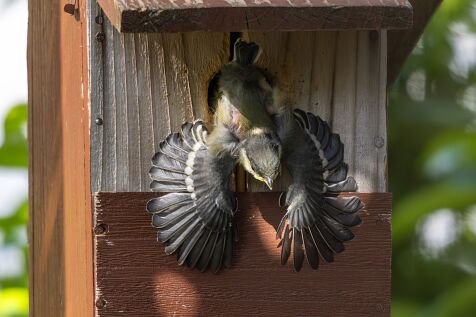 Titmouse_nest