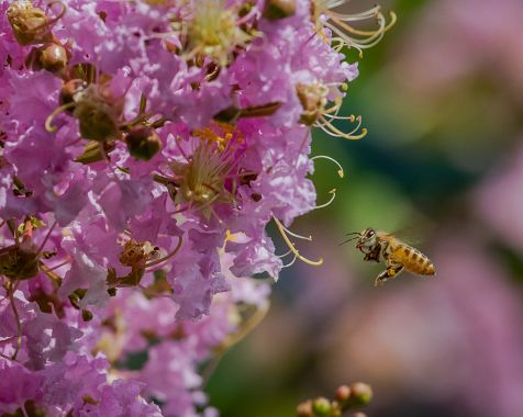 Bees_in_my_garden