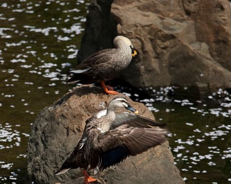 Birds_of_the_Meguro_River