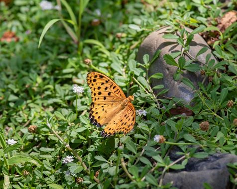 Butterfly_in_mygarden