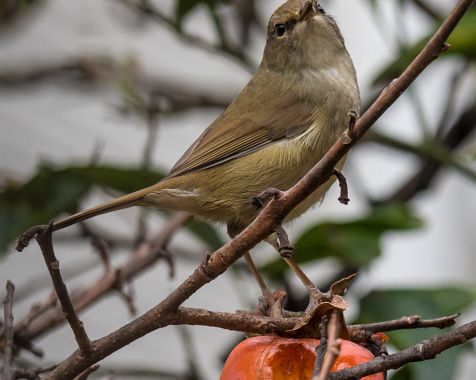 Wild_birds_in_the_garden