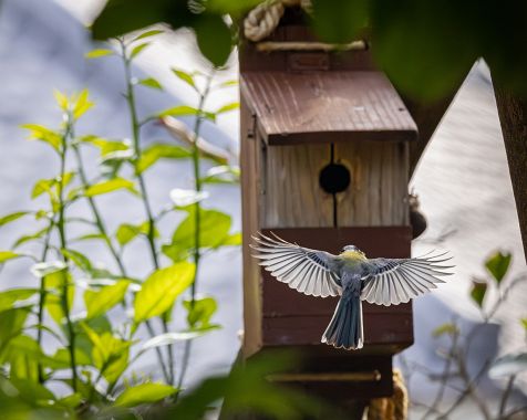 Wild_Birds_and_Insects_in_Meguro